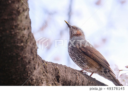春 (桜とヒヨドリ) 春 (桜とヒヨドリ) 49376145