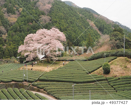 満開の水目桜 満開の水目桜 49377427