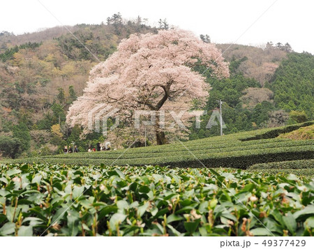 満開の水目桜 満開の水目桜 49377429