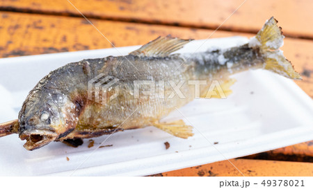 Grilled iwana or yamame fish 49378021