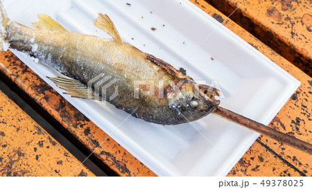 Grilled iwana or yamame fish 49378025