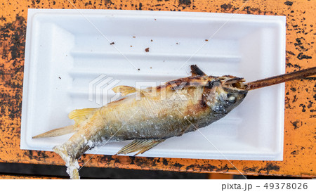 Grilled iwana or yamame fish 49378026