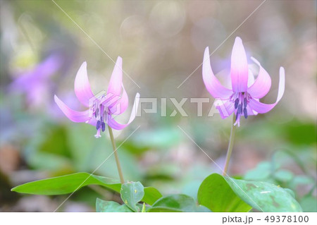 カタクリの花 49378100