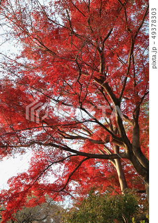 謙信平の紅葉 謙信平の紅葉 49378303