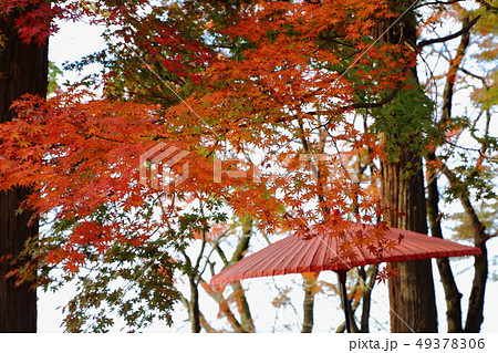 謙信平の紅葉 49378306