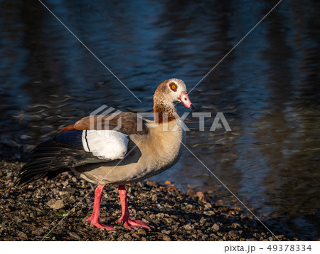 Egyptian Goose in England Egyptian Goose in England 49378334