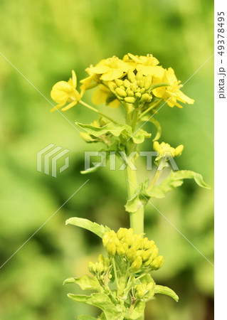 菜の花 49378495