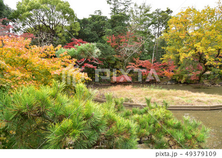 楽寿園の紅葉 49379109