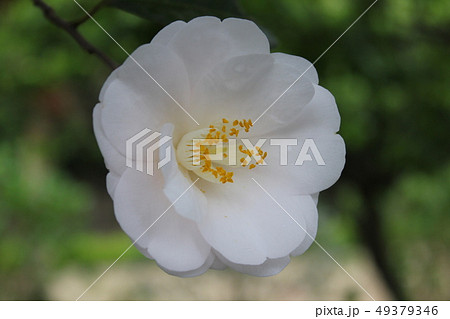 ＊　ツバキ　＊　椿　＊　つばき　＊　THUBAKI　＊　 49379346