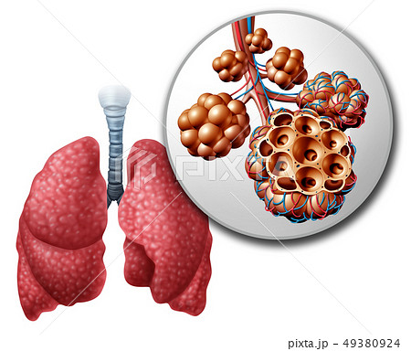 Lung Pulmonari Alveoliのイラスト素材