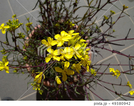 赤茎水菜の写真素材