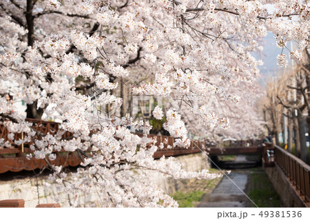 鎮海軍港祭 桜 花 49381536