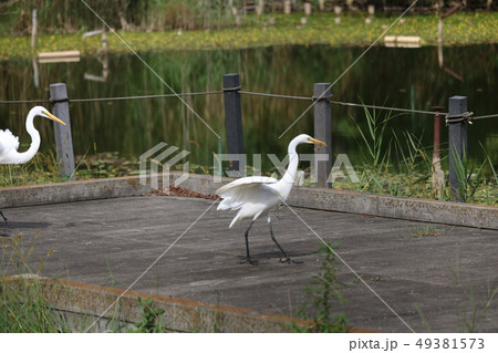 二羽の白鷺 二羽の白鷺 49381573