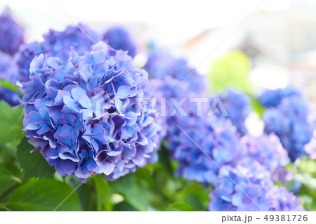 花　紫陽花　あじさい 49381726
