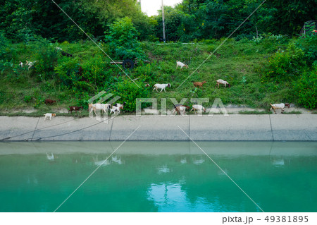 Herd of Goats walk to find eating Herd of Goats walk to find eating 49381895