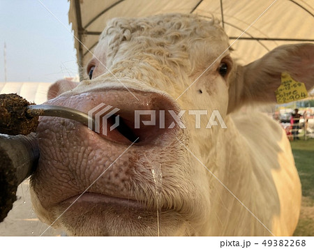 White cow The Charolais is a breed of  beef 49382268