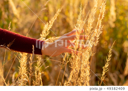hand in dry grass hand in dry grass 49382409