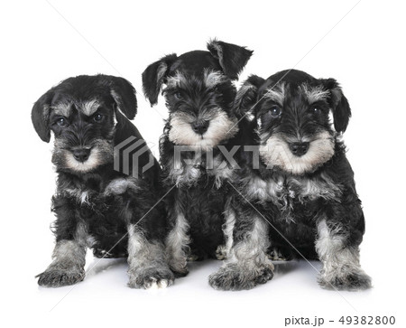puppies miniature schnauzer 49382800