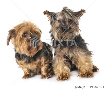 yorkshire terriers in studio yorkshire terriers in studio 49382821
