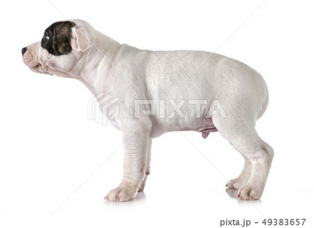 puppy staffordshire bull terrier puppy staffordshire bull terrier 49383657