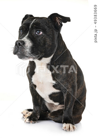 staffordshire bull terrier 49383669