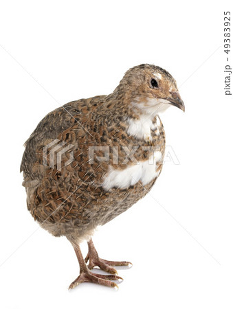 Japanese quail in studio 49383925