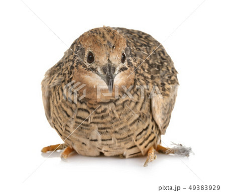 King quail in studio 49383929