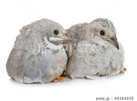 King quails in studio King quails in studio 49383938