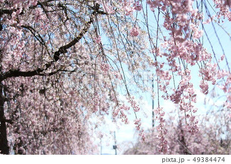 喜多方日中線の桜 49384474
