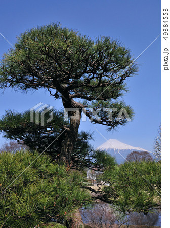 松と富士山-3355 松と富士山-3355 49384553