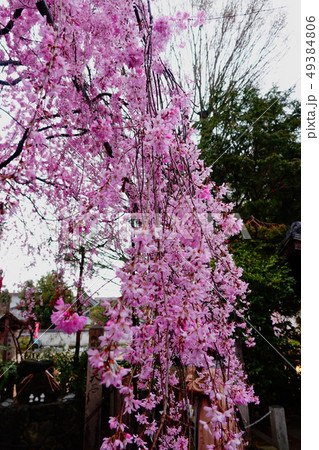 枝垂桜 49384806