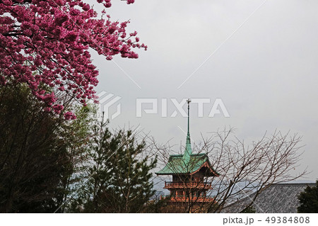 京都の桜 京都の桜 49384808