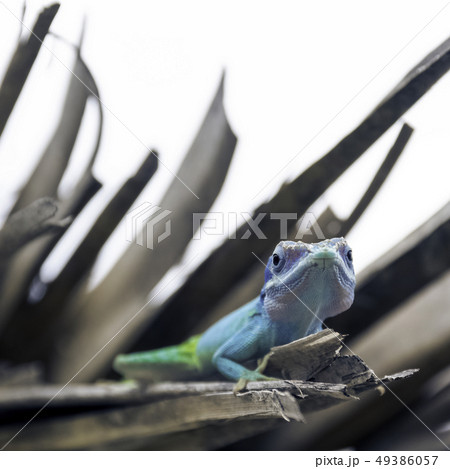 Cuban male lizard Allison's Anole Cuban male lizard Allison's Anole 49386057