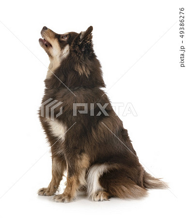 Finnish Lapphund in studio Finnish Lapphund in studio 49386276