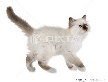 birman kitten in studio birman kitten in studio 49386297