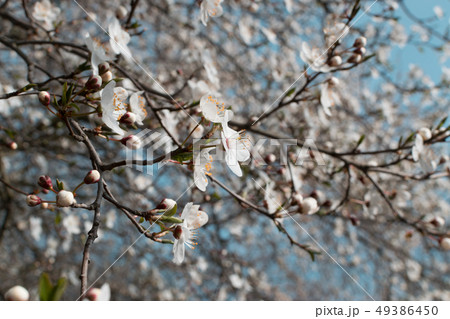 Beautiful Cherry Flowers in Spring Garden Close Up Beautiful Cherry Flowers in Spring Garden Close Up 49386450