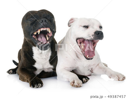 staffordshire bull terriers 49387457