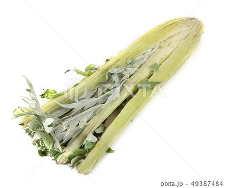 cardoon in studio 49387484
