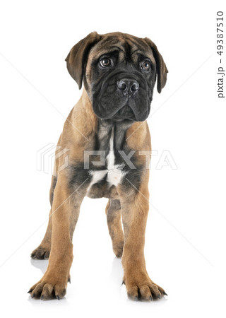 puppy bullmastiff in studio 49387510