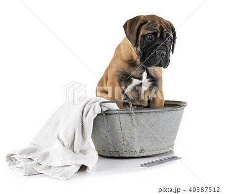 puppy bullmastiff in bath 49387512