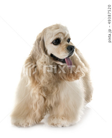 american cocker spaniel american cocker spaniel 49387520