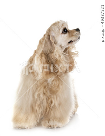 american cocker spaniel 49387521