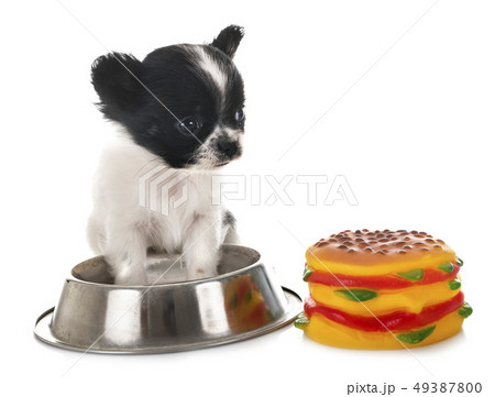 puppy chihuahua in studio puppy chihuahua in studio 49387800