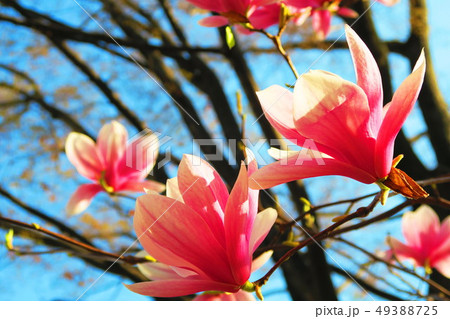 モクレンの花 モクレンの花 49388725
