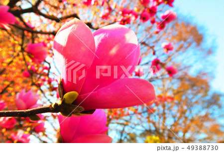 モクレンの花 49388730