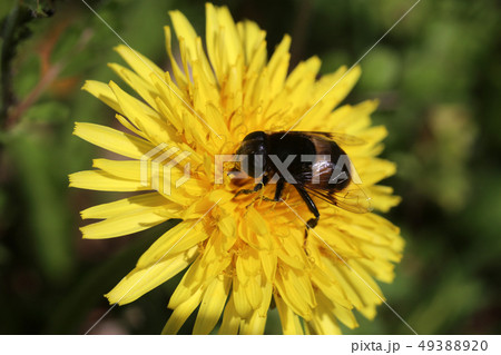 オオハナアブとタンポポ オオハナアブとタンポポ 49388920
