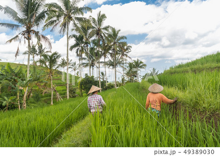 Female farmers working in Jatiluwih rice terrace plantations on Bali, Indonesia, south east Asia. Female farmers working in Jatiluwih rice terrace plantations on Bali, Indonesia, south east Asia. 49389030