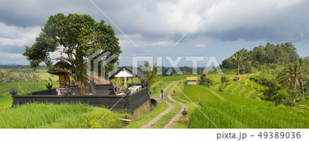 Female tourist walking a path among Jatiluwih rice terraces and plantation in Bali, Indonesia. 49389036