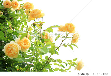 バラ 　グラハムトーマス 49389168