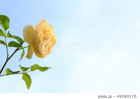 バラ グラハムトーマス バラ グラハムトーマス 49389170